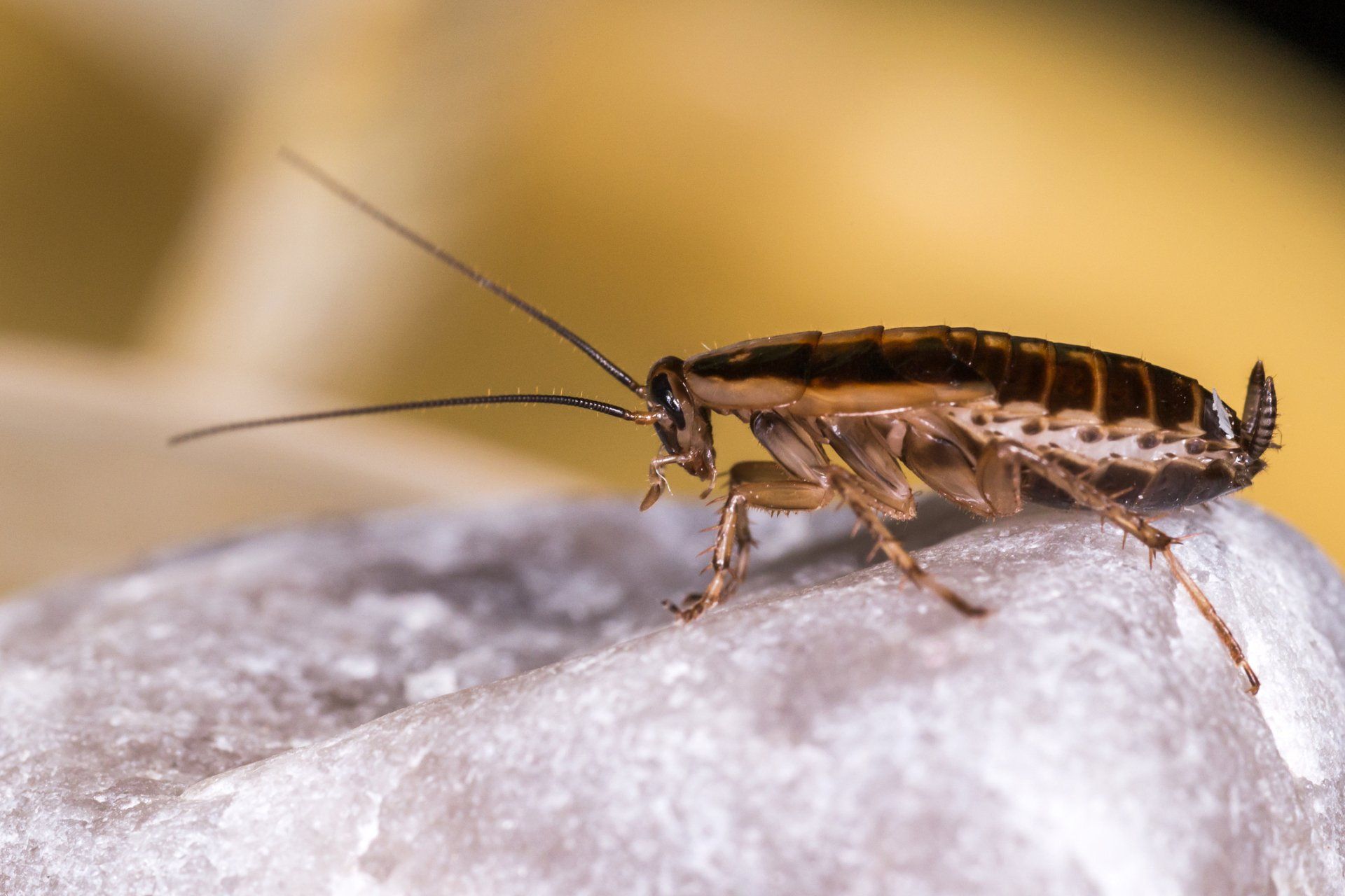 German Roach - Crockett, TX - McClain’s Pest Control
