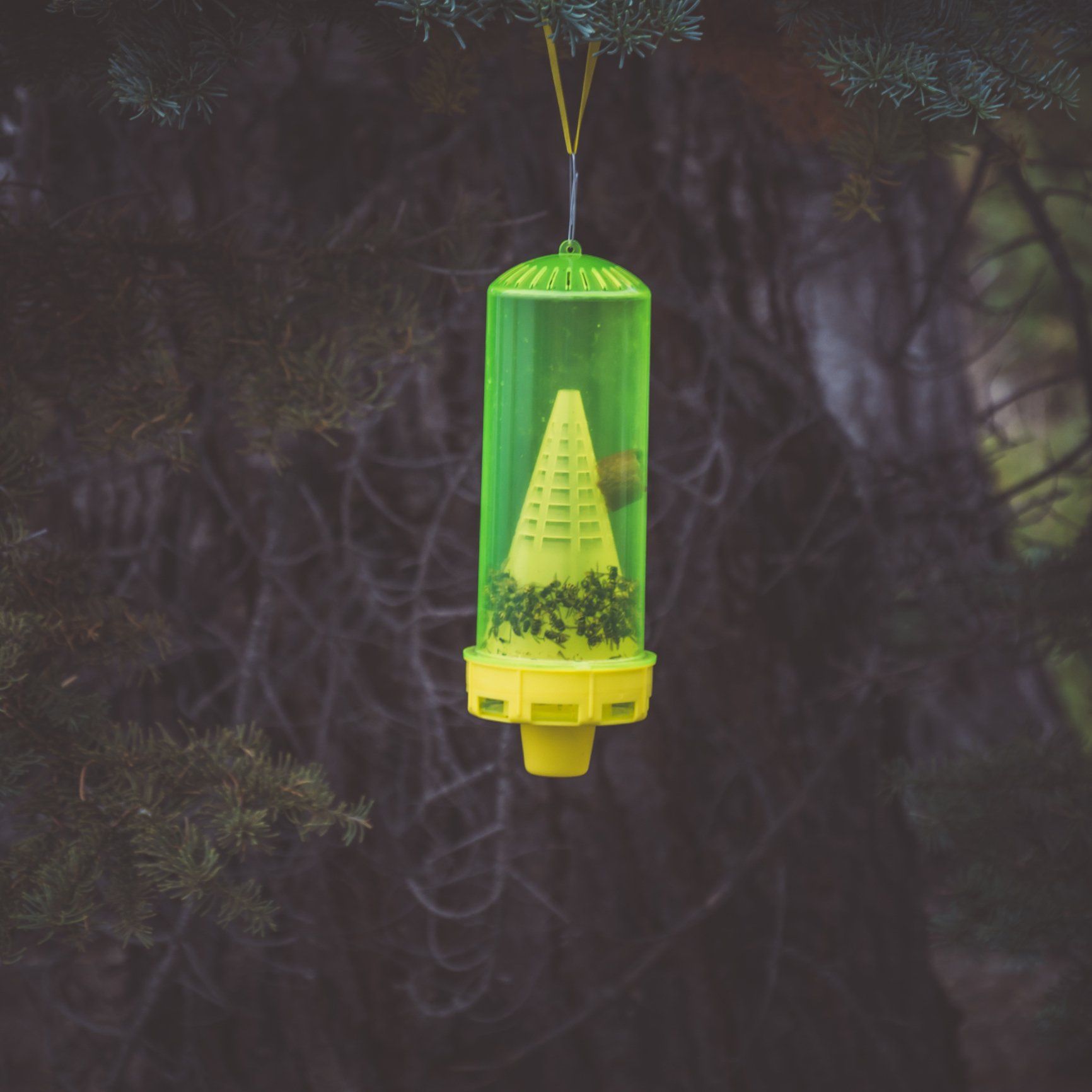 Wasp Trap - Crockett, TX - McClain’s Pest Control