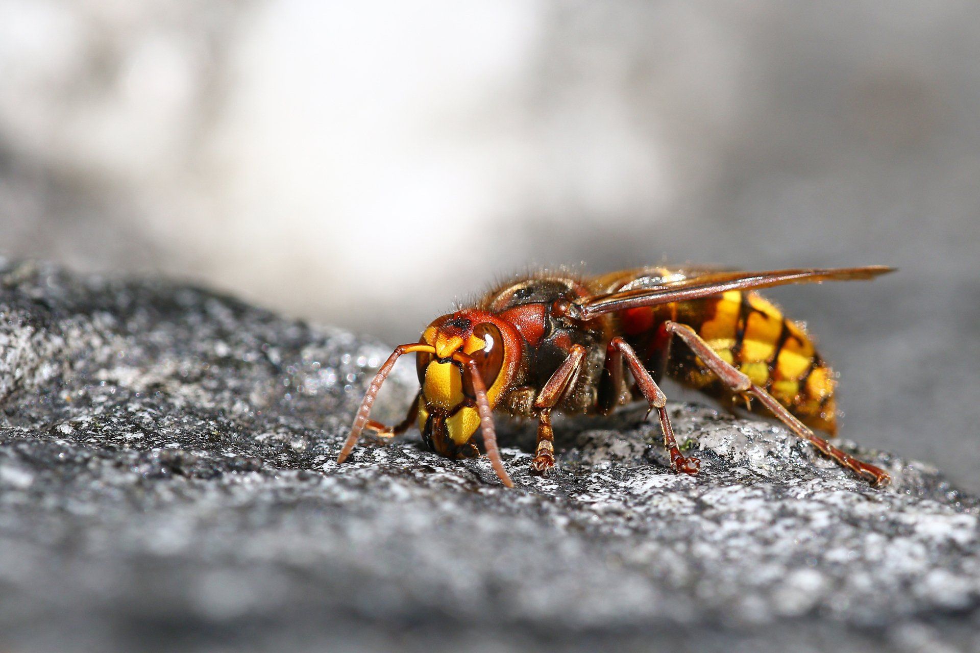 Killer Bees - Crockett, TX - McClain’s Pest Control