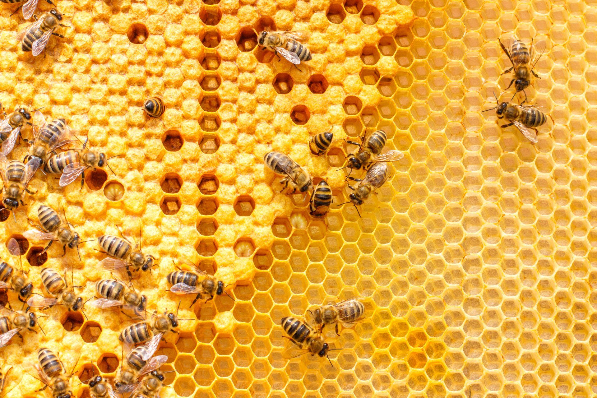 Bee on the Honey Combs - Crockett, TX - McClain’s Pest Control