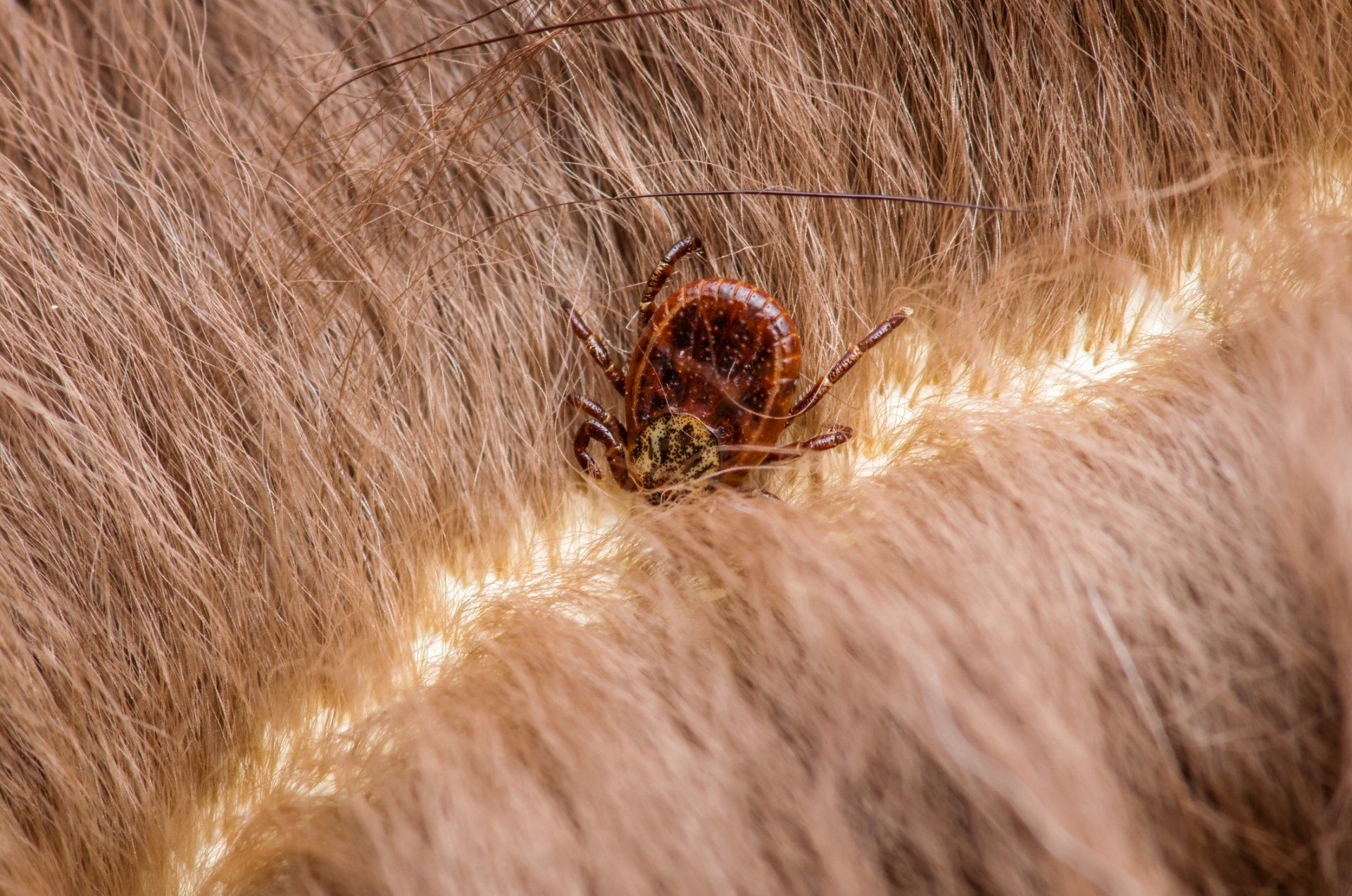 Dog Tick - Crockett, TX - McClain’s Pest Control