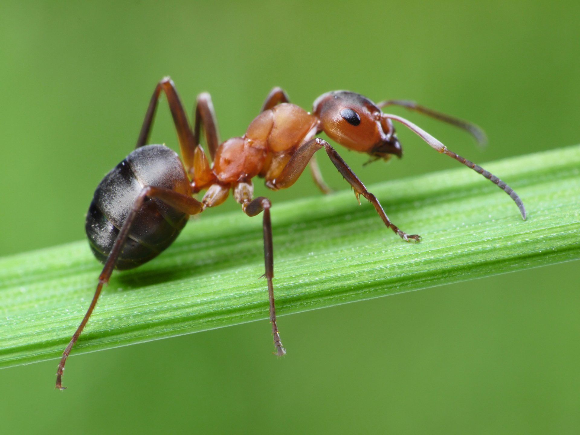 Ant - Crockett, TX - McClain’s Pest Control