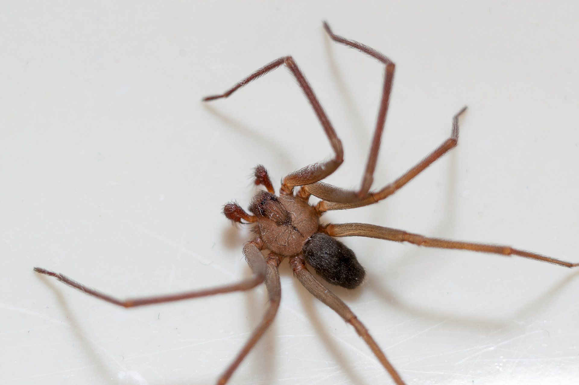 Brown Recluse Spider - Crockett, TX - McClain’s Pest Control