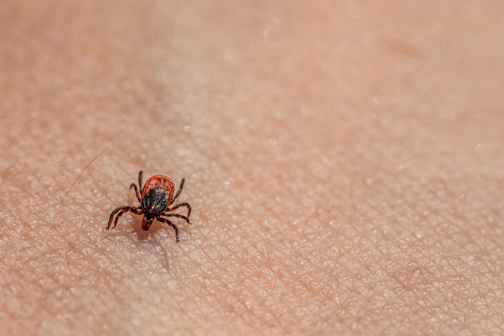 tick control in Laredo, TX