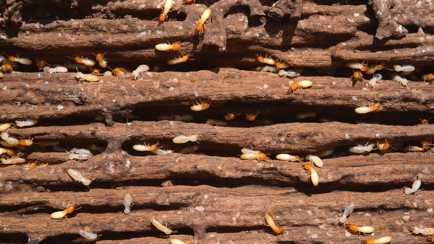 Termites eating wood