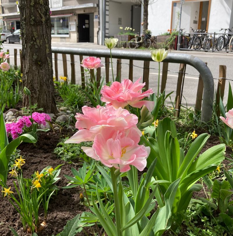 GrünPaten München blüht auf
