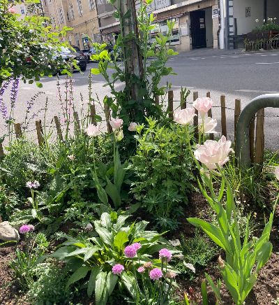 GrünPaten-Beet Schleißheimer