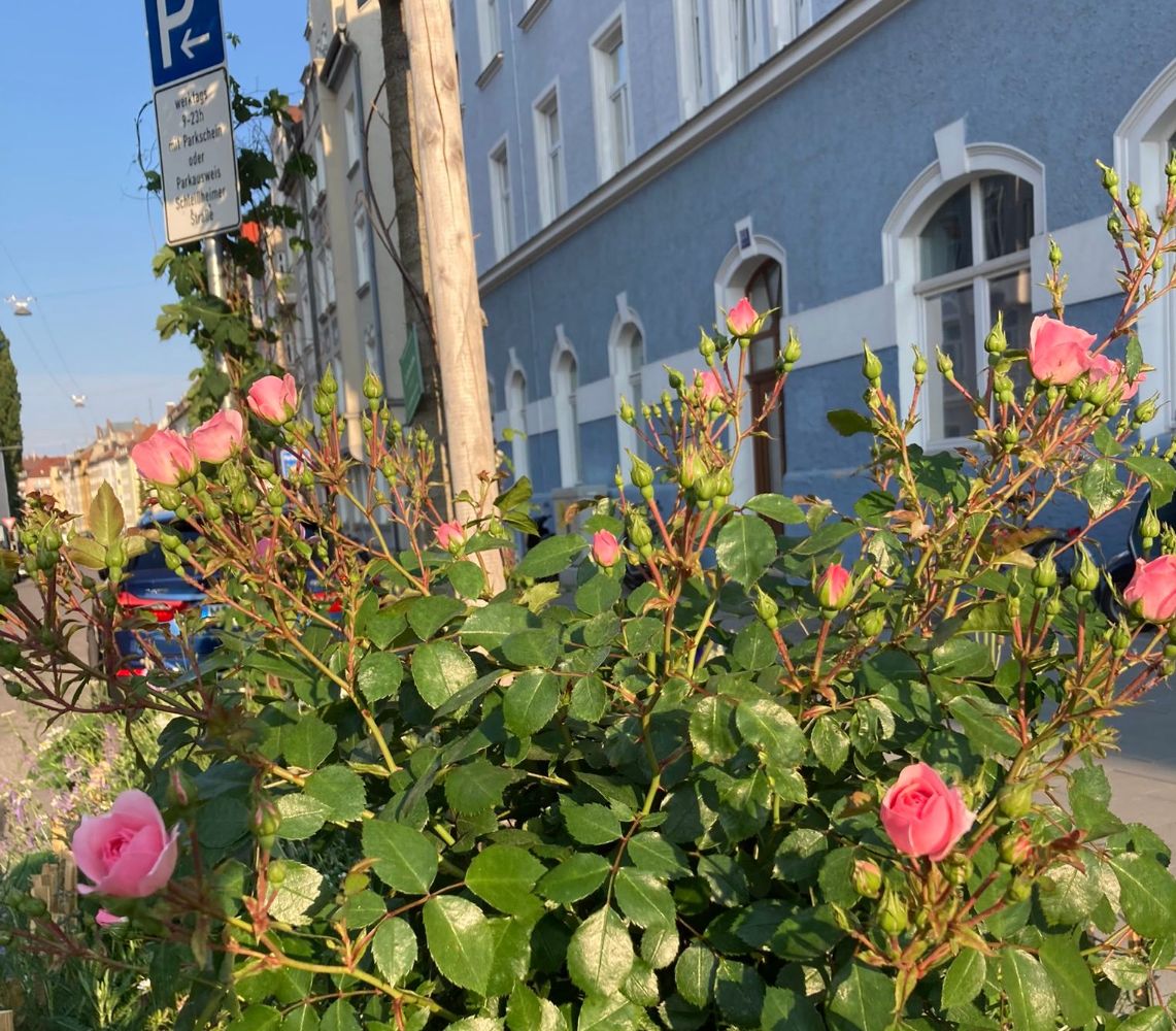 Biodiversität Grünpaten München