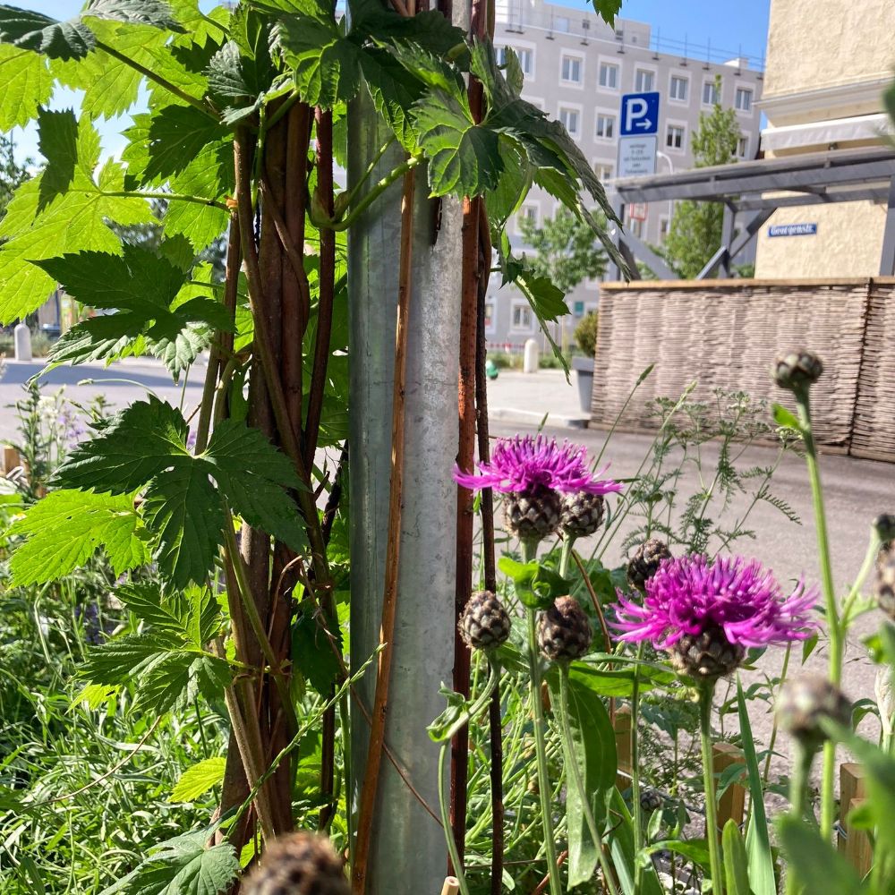 Grünfläche München Grünpaten