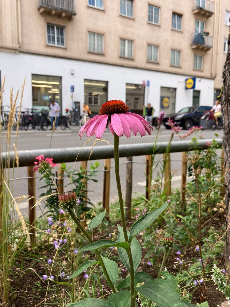 GrünPaten Beet Schwabing