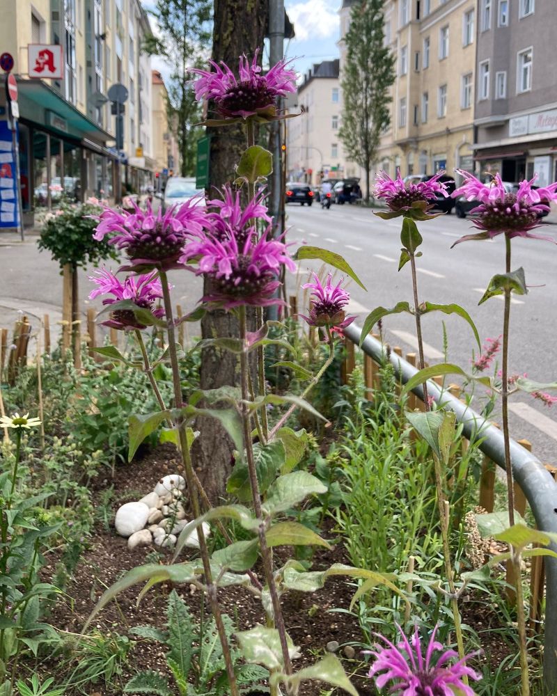 Grünpaten Beet München