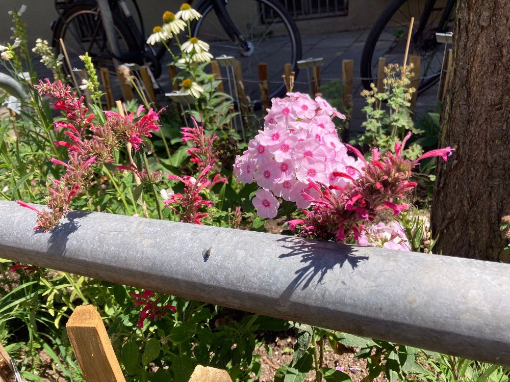 GrünPaten-Beet Schleißheimer