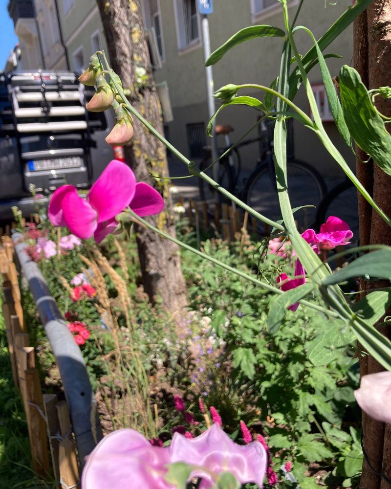 GrünPaten München blüht auf