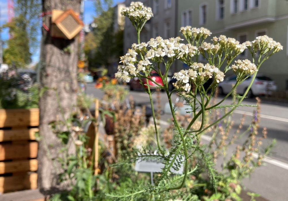 München blüht auf!