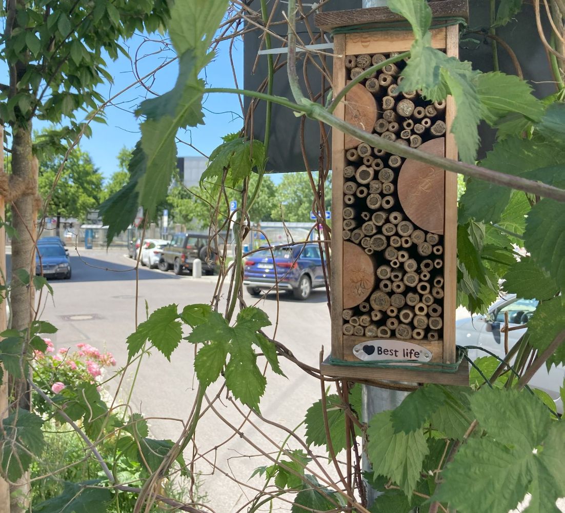 GrünPaten München  Wildbinen