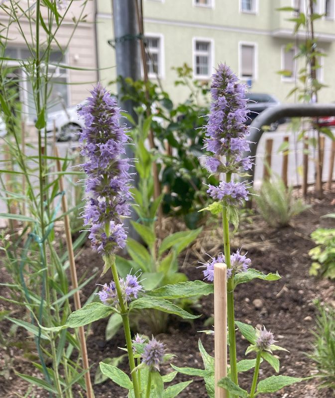 Artenvielfalt GrünPaten