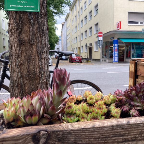 Pflanzenplan GrünPaten-Hochbeet