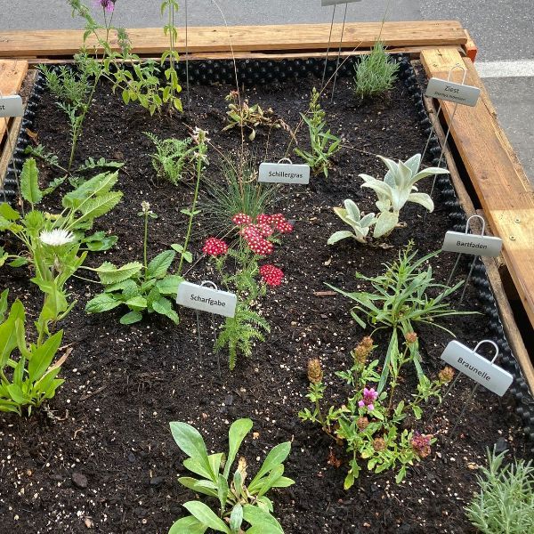 Pflanzenplan GrünPaten-Hochbeet