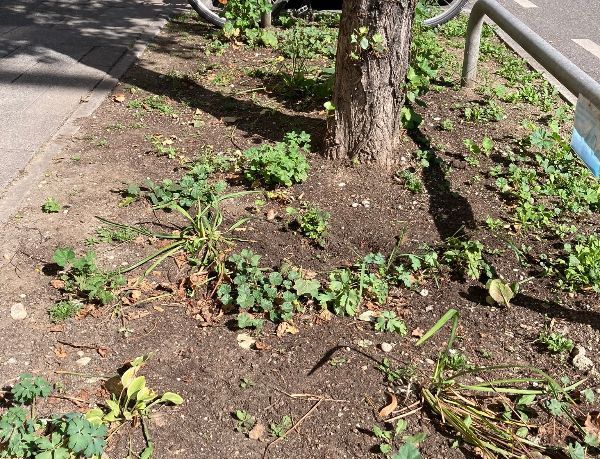 Warum Bürger Beete nicht mit Green City machen