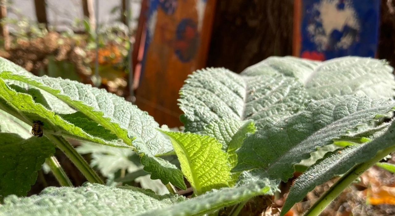 Biodiversität ins Quartier München