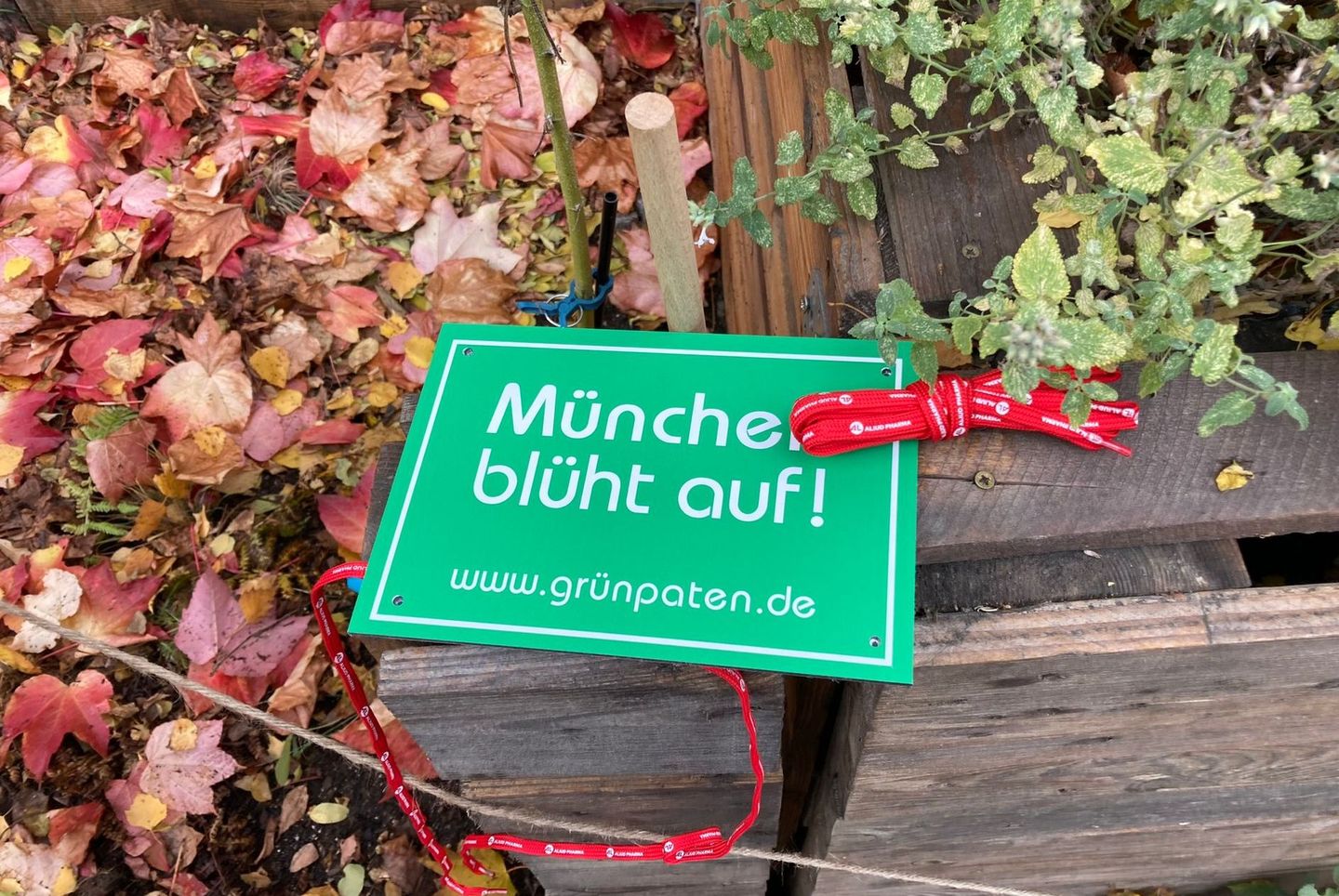 München blüht auf