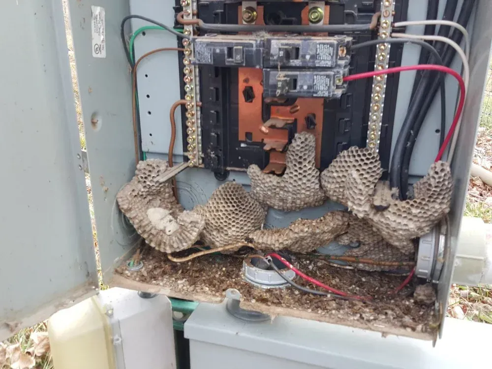 Open electrical panel with multiple wasp nests and insect debris inside.