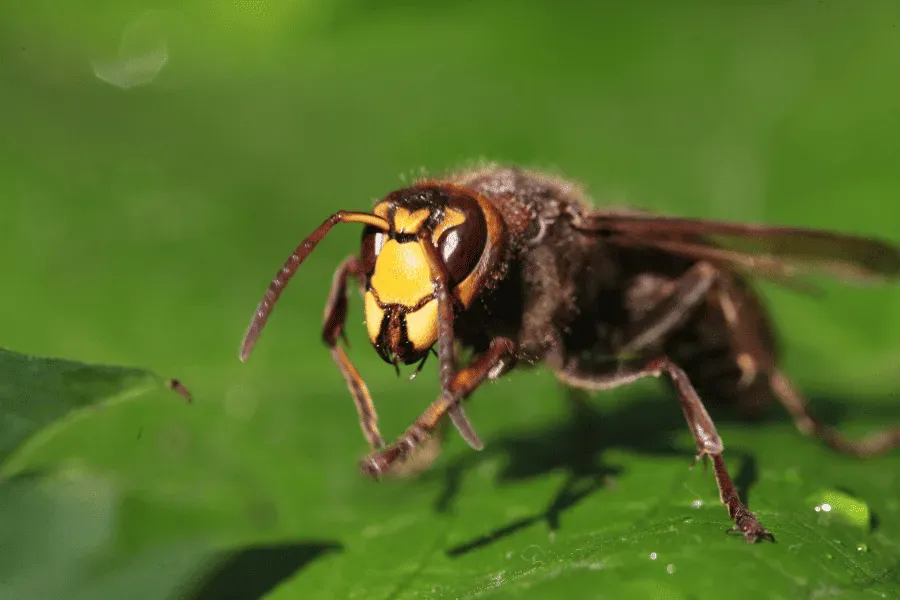 European hornet with yellow and black markings on a green leaf, raising a leg.