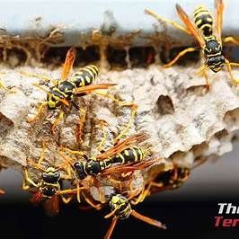 Wasps on a nest, yellow and black stripes.