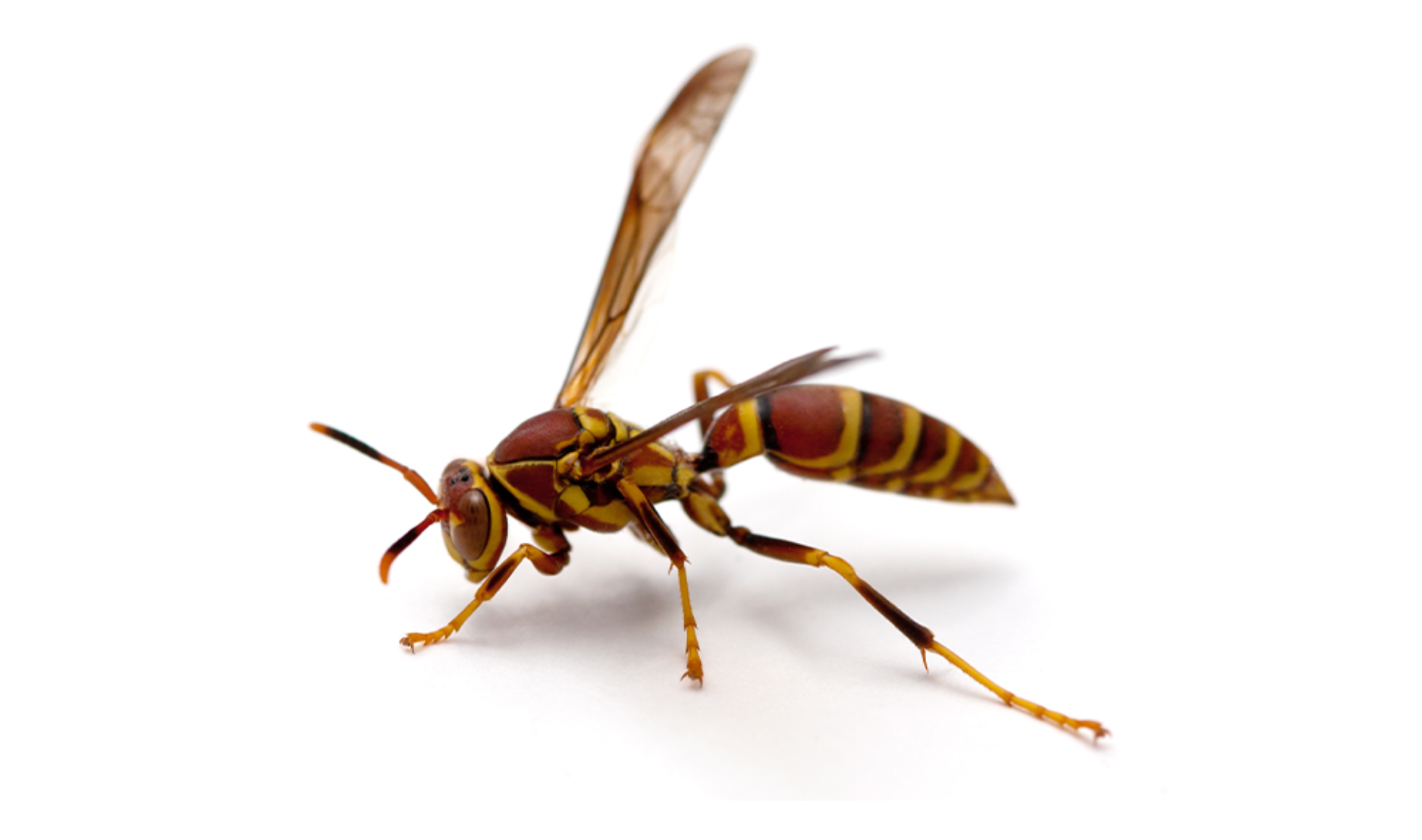 Yellow and brown wasp with outstretched wings, on a white background.