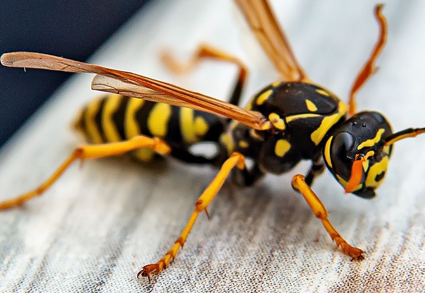 Yellow jacket wasp with black and yellow stripes and orange legs.