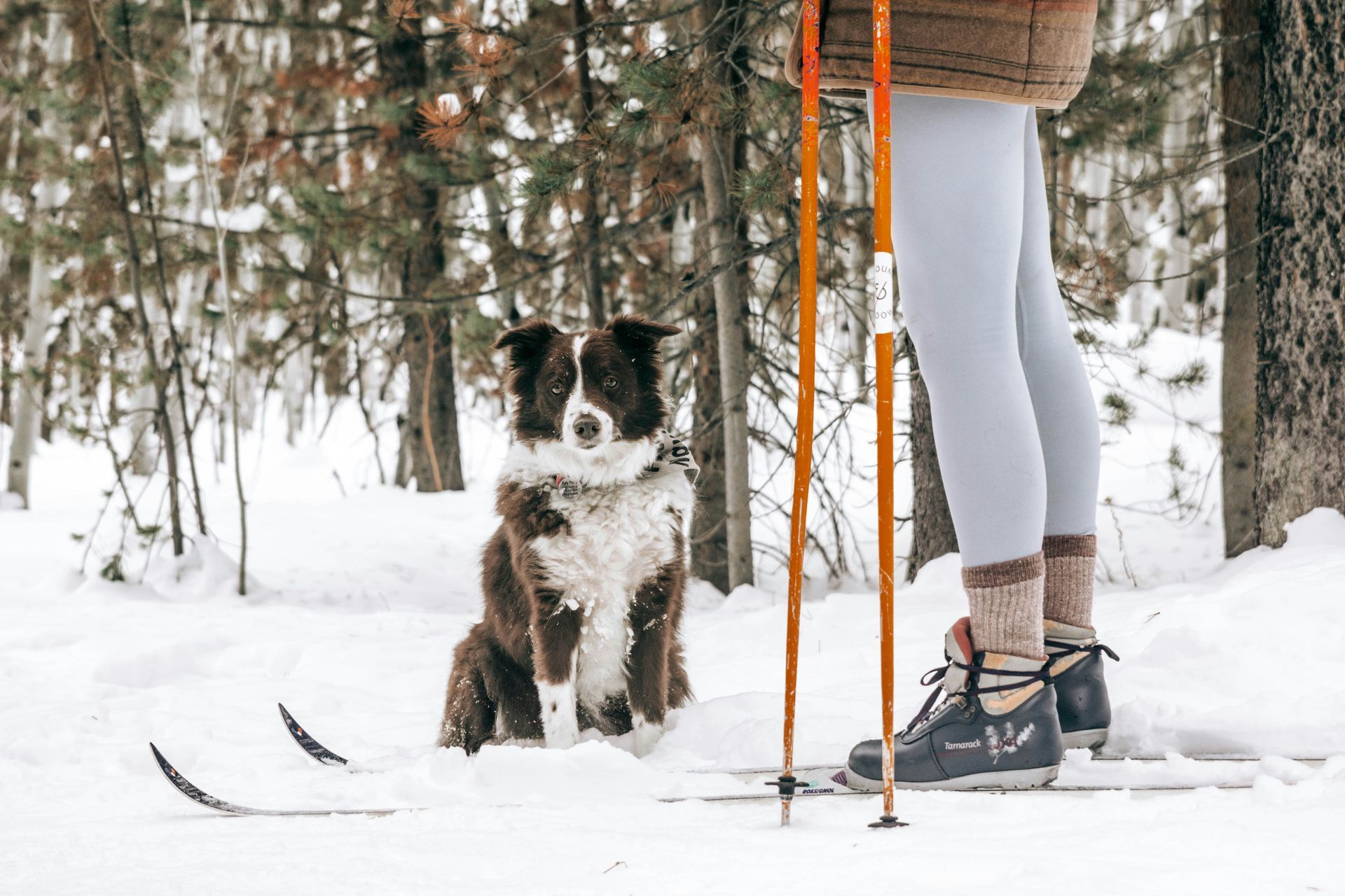 Crabbe Mountain nordic skiing