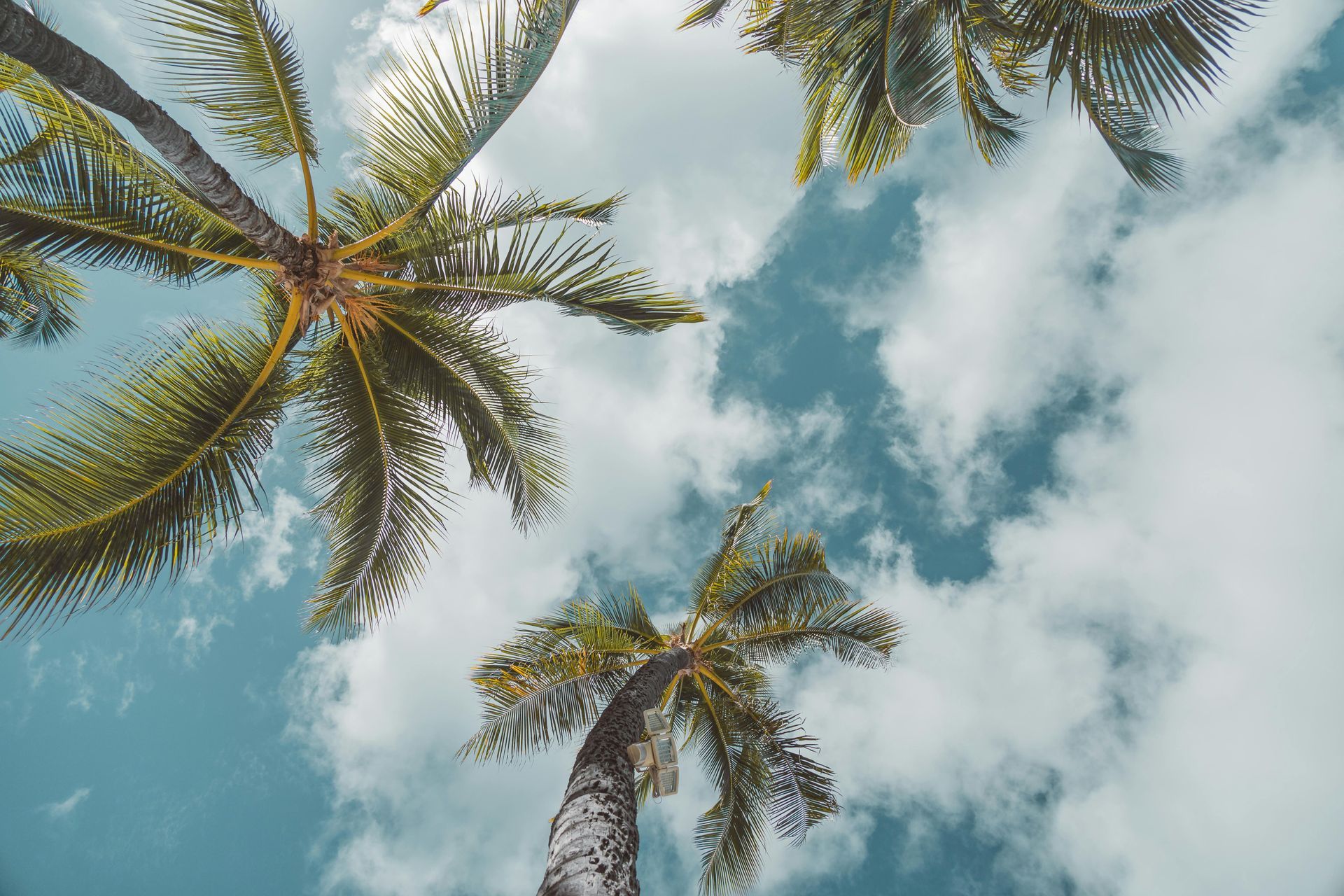 Palm trees and sky in Hawaii by real estate agents Lance Owens and Kimi Nagotishi 