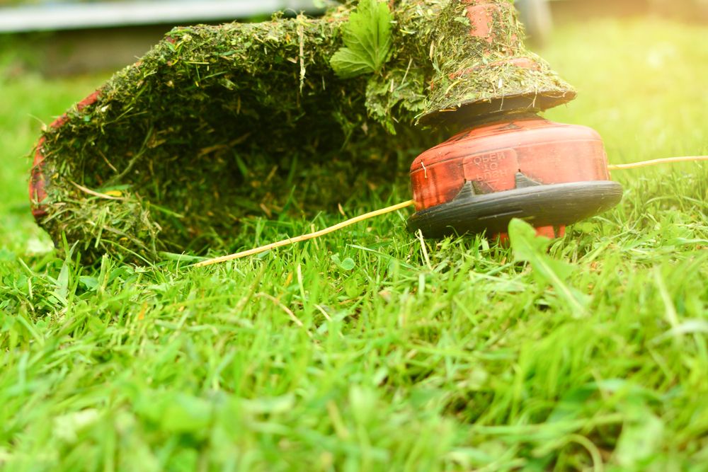 String Trimmer Cutting Green Grass Outdoors  — Carro's Property Maintenance in Kaleen, ACT