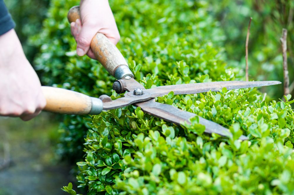 Person Using Gardening Shears to Trim a Green Hedge — Carro's Property Maintenance in Belconnen, ACT
