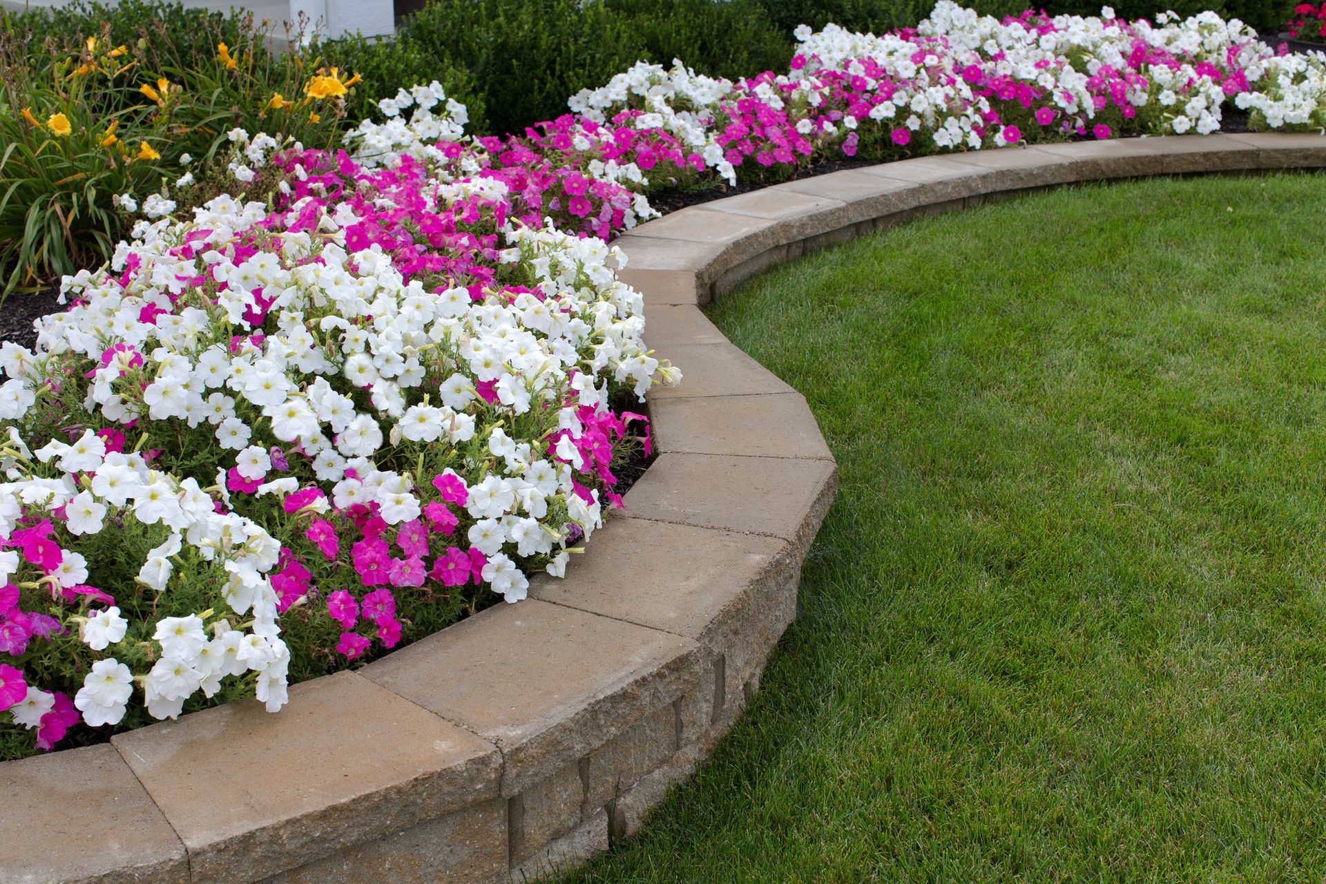 Garden bed filled with white and pink petunias next to a patch of green grass.