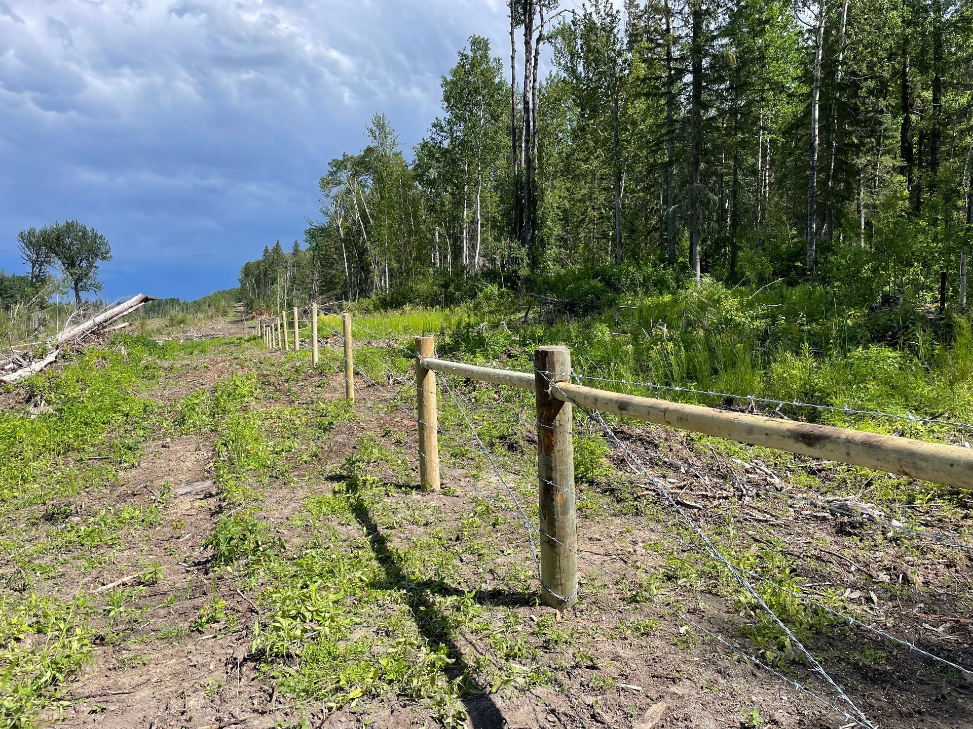 barbed wire fence