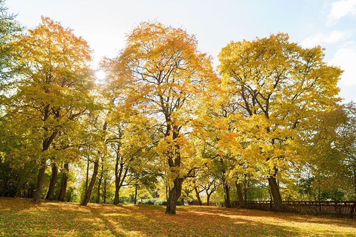 tall autumn trees