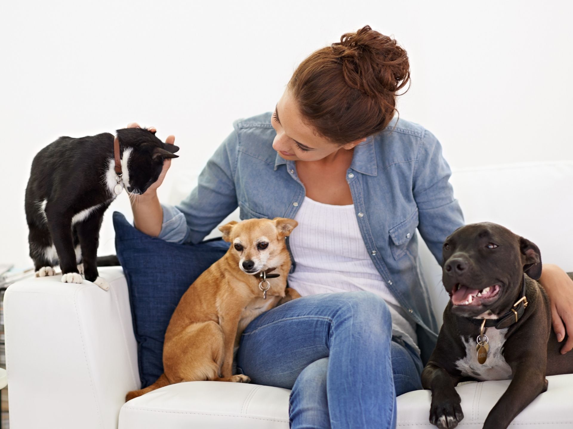 Do Pet Sitters Need Liability Insurance? Requirements & Bonding Explained