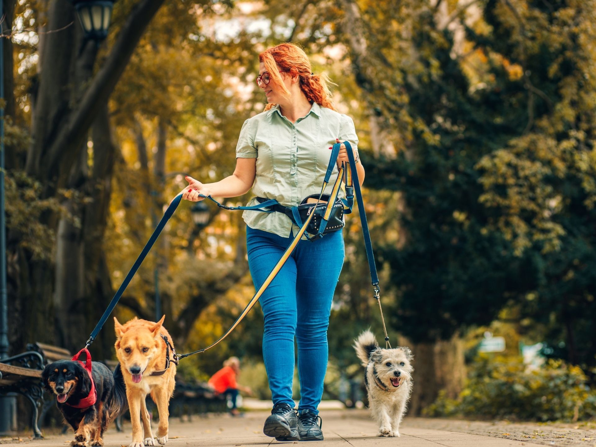 How Much Does Dog Walking Insurance Cost? (2026 Rates & Coverage)