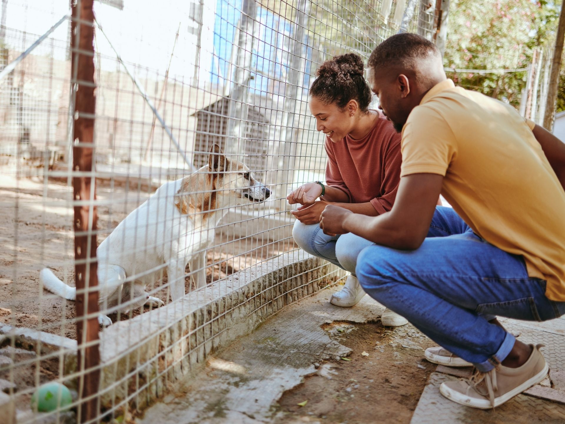 Insurance Every Animal Rescue Needs Before Adopting Out