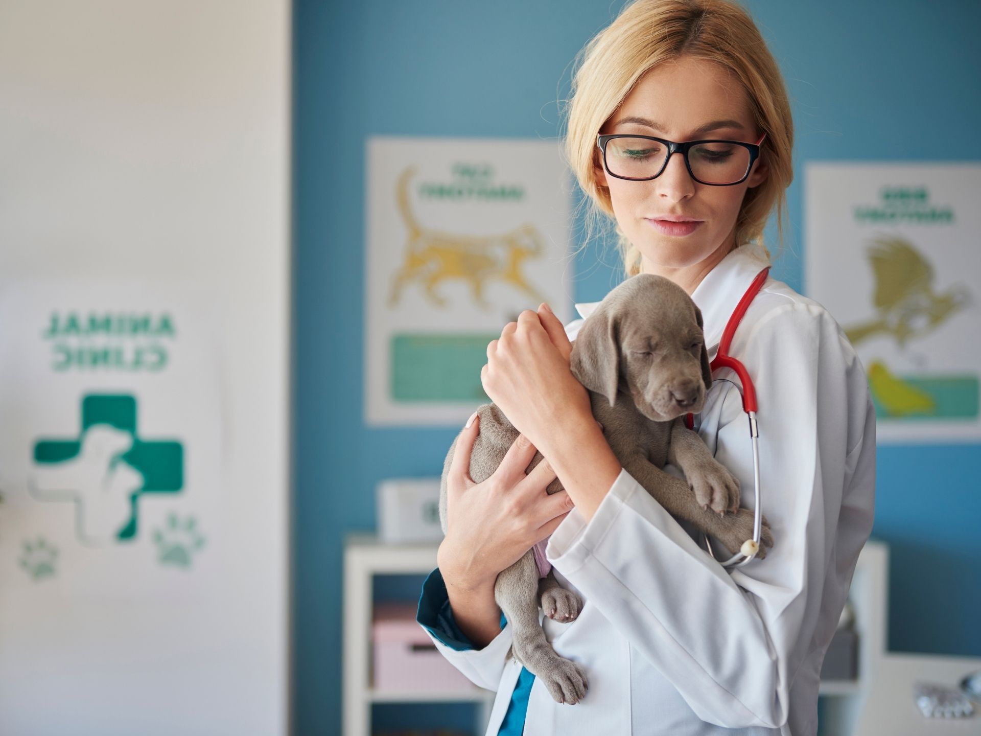 Switching Agents Mid-Term: What Pet Pros Should Know