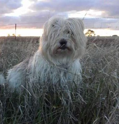 Daisy Doodlebug