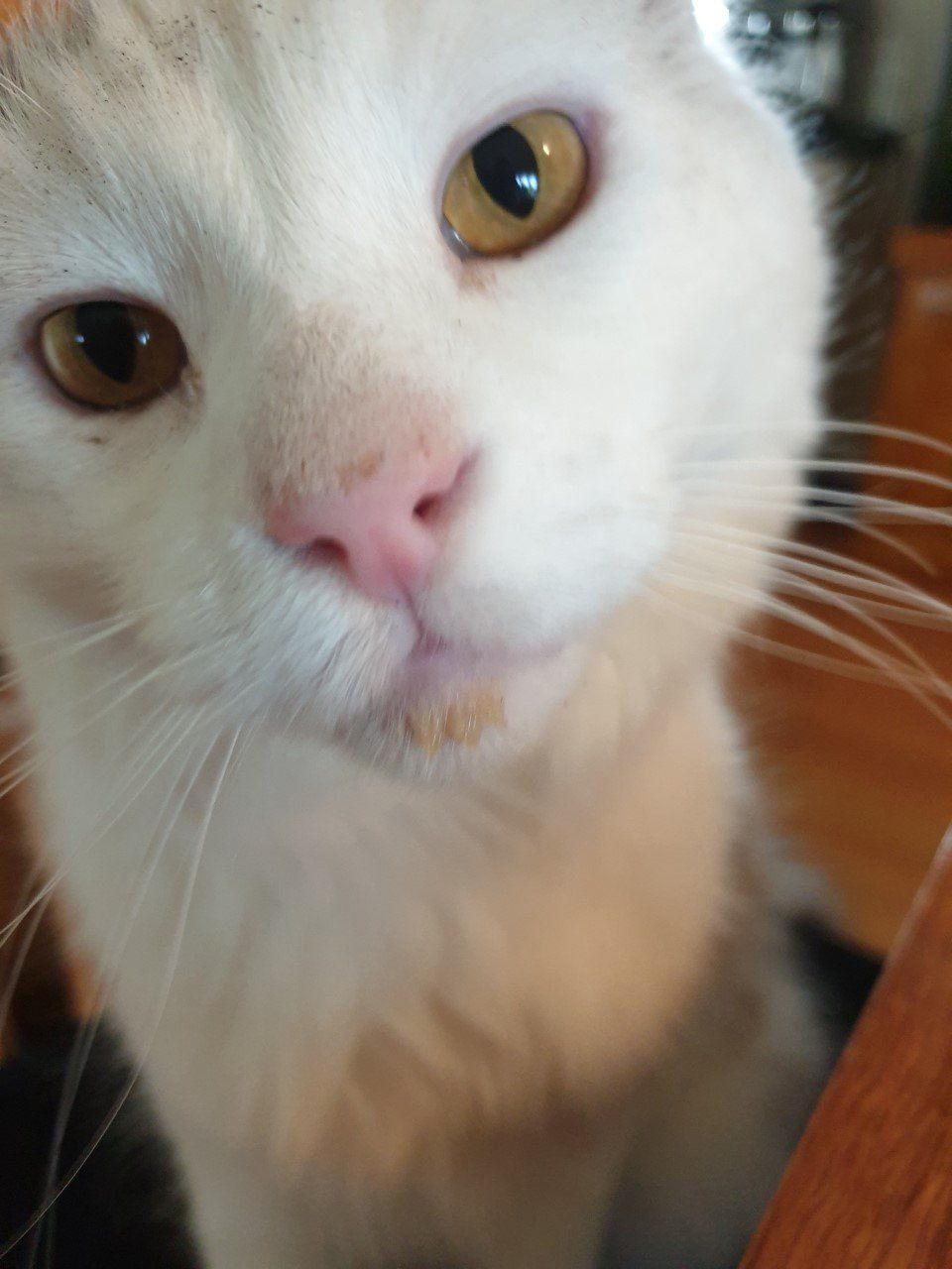 Elliott