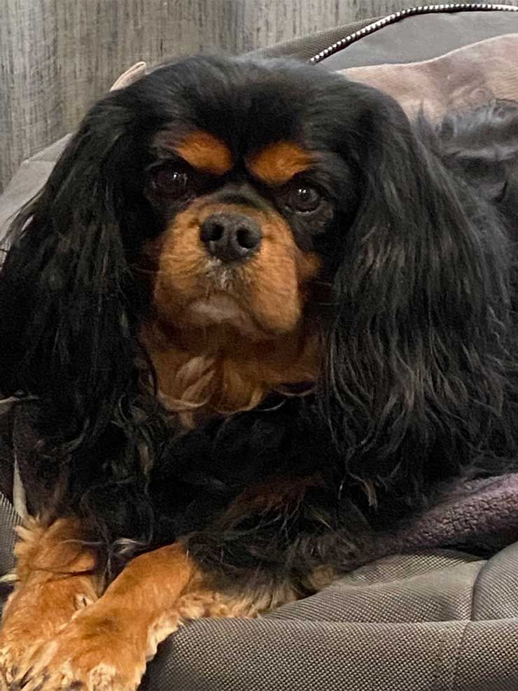 Millee