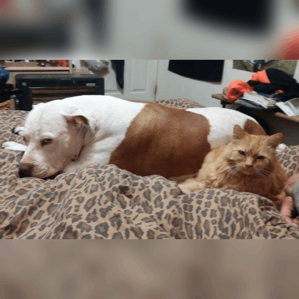 Mr Bull and a cat