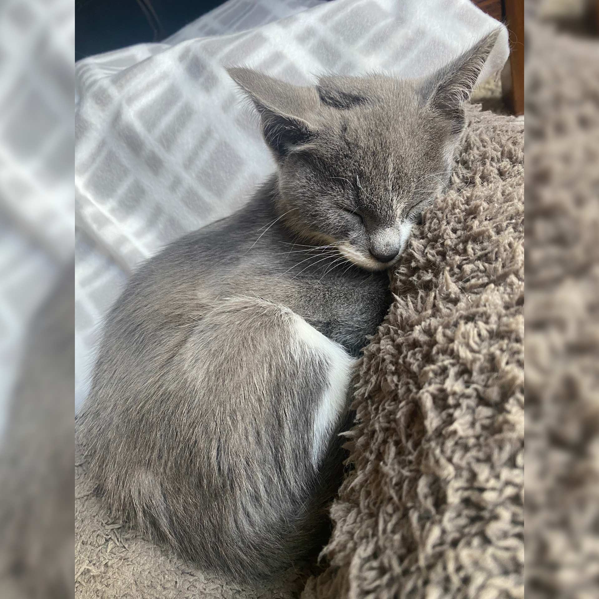 theodore