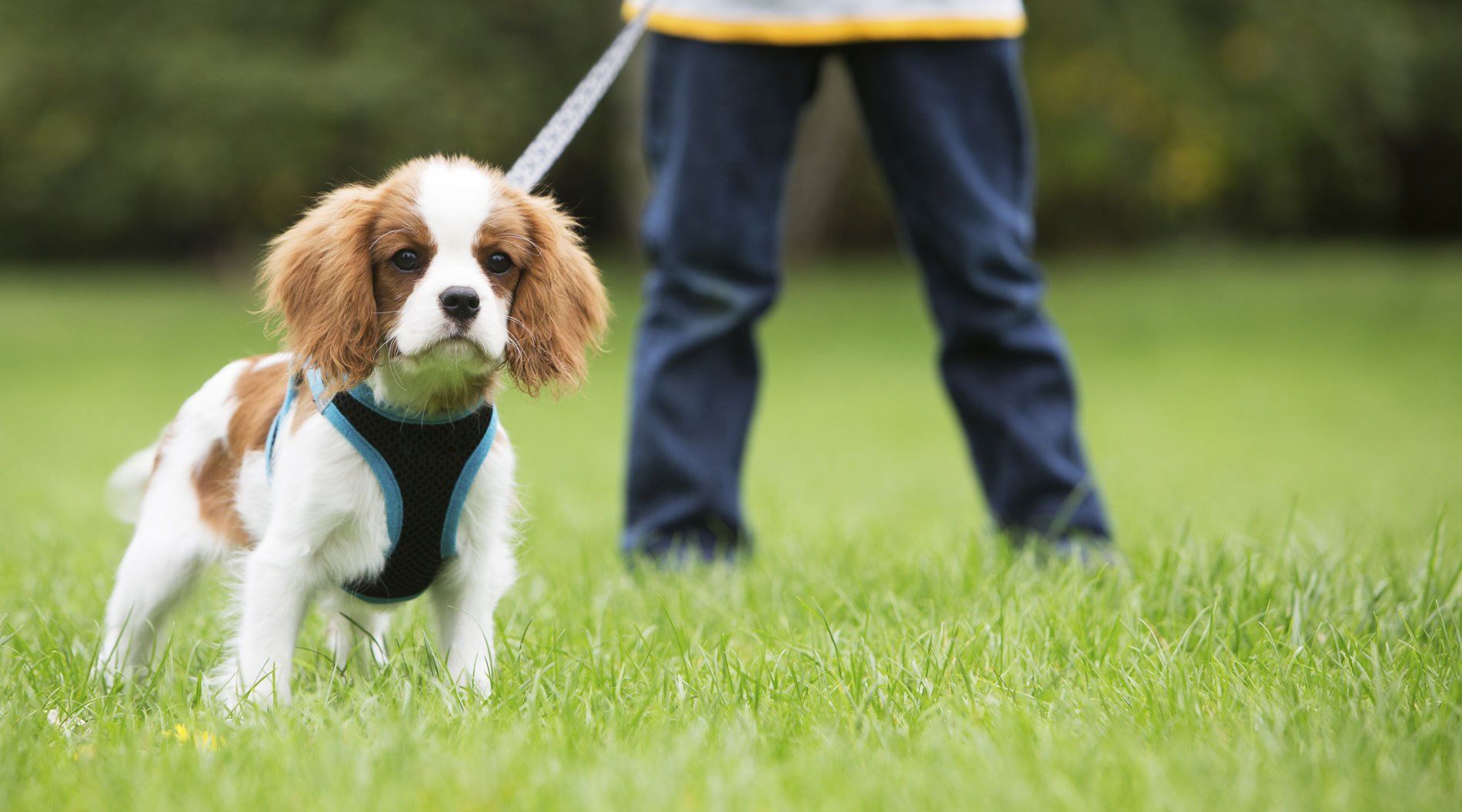An owner at the park with his pet after receiving dog grooming services
