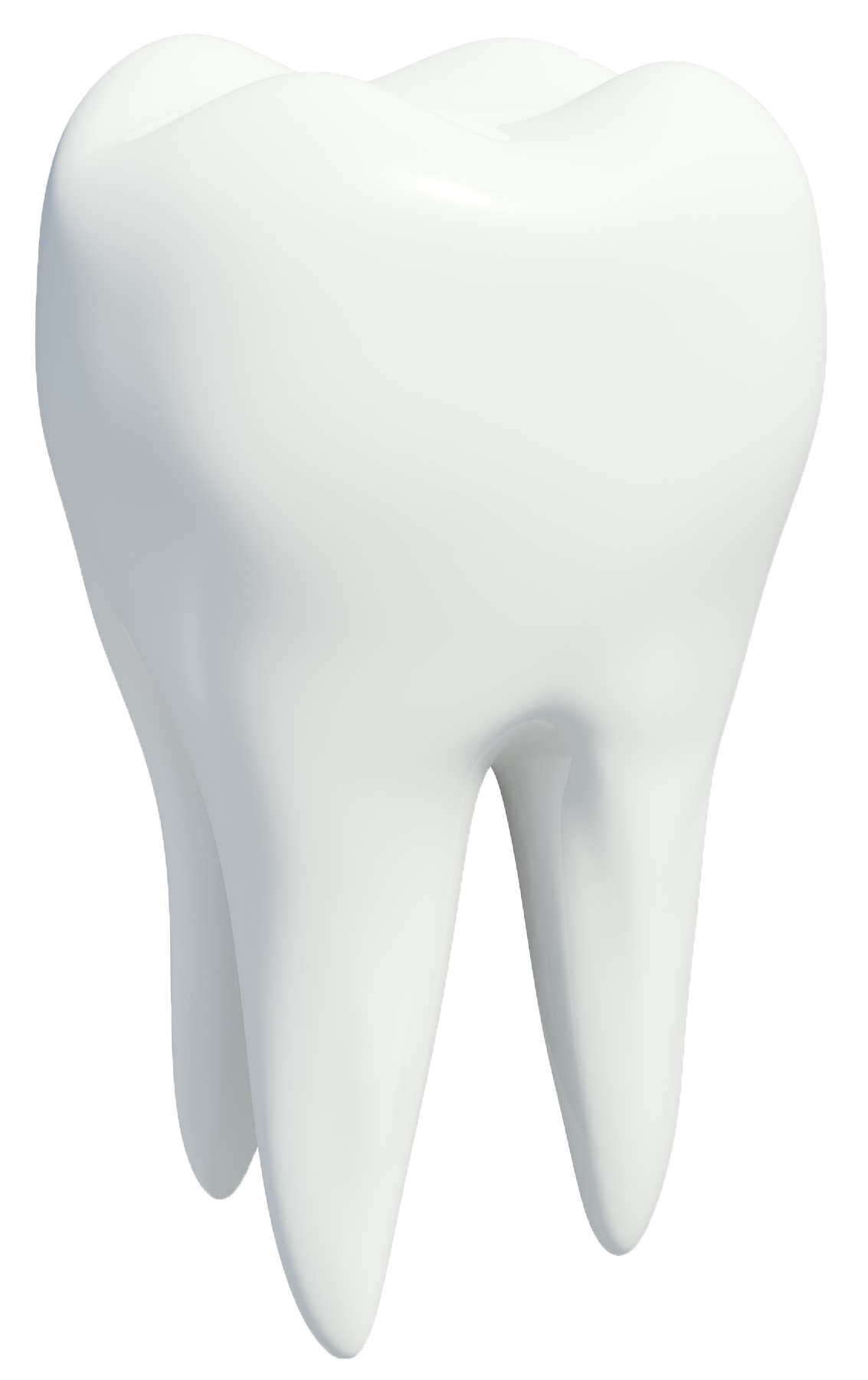 White molar tooth, three roots visible.