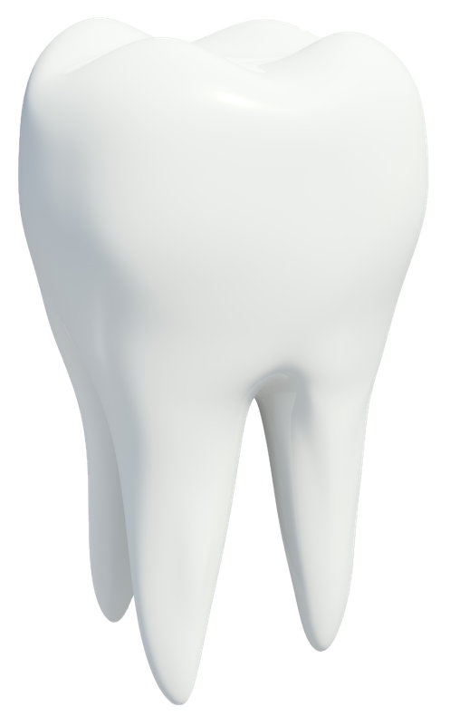 White molar tooth, three roots visible.