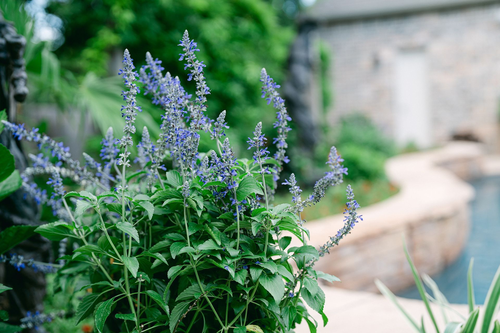A close up of a plant with purple flowers in a garden.